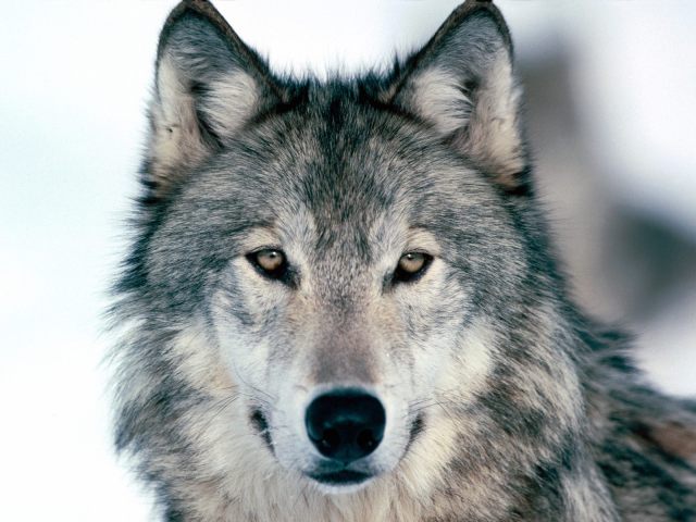 wolf-03